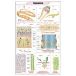 Tapeworm Chart