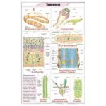 Tapeworm Chart