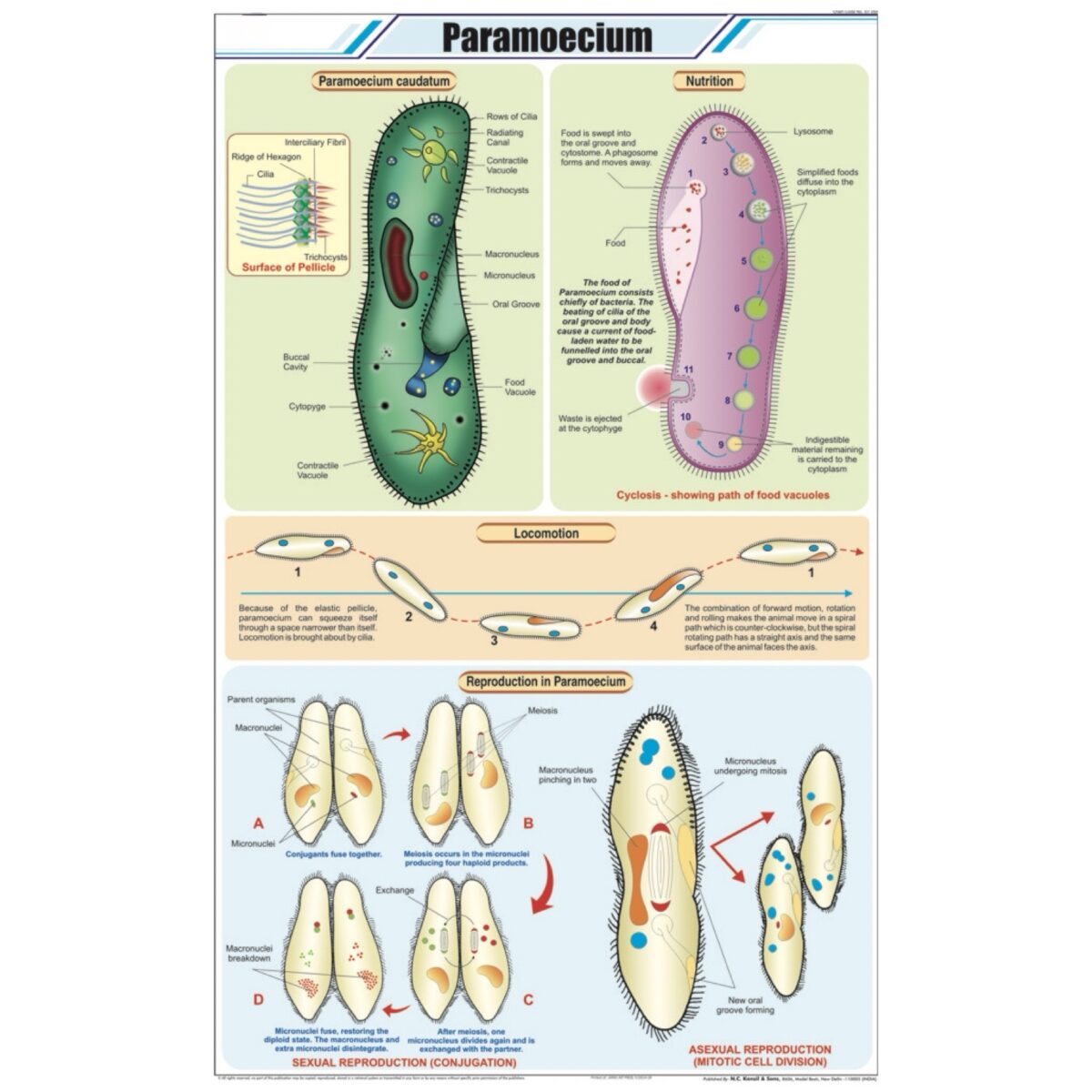 Paramoecium Chart