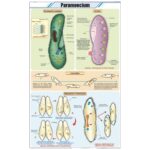 Paramoecium Chart