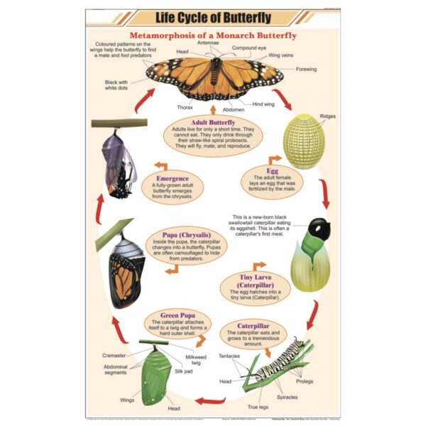 Life History of Butterfly Chart