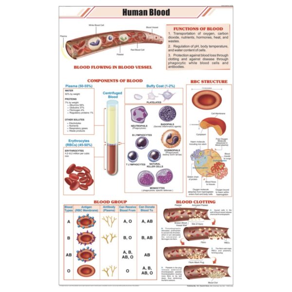 Human Blood Chart