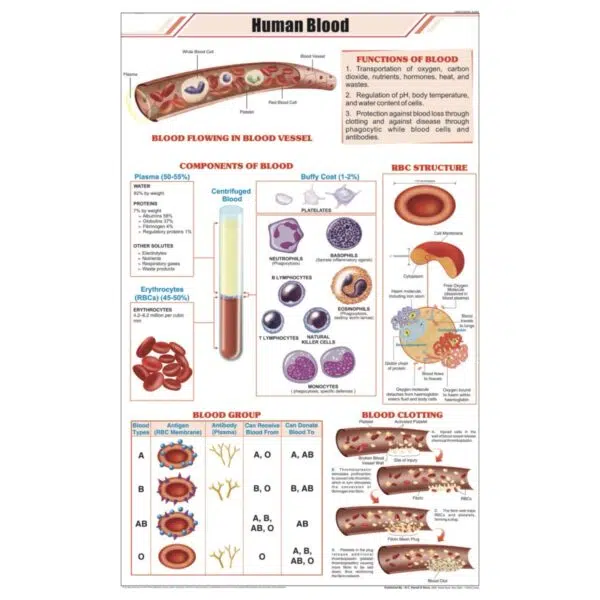 Human Blood Chart