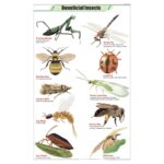 Beneficial Insects Chart