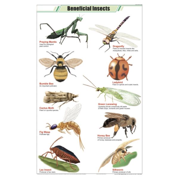 Beneficial Insects Chart