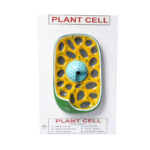 plant cell model manufacturer