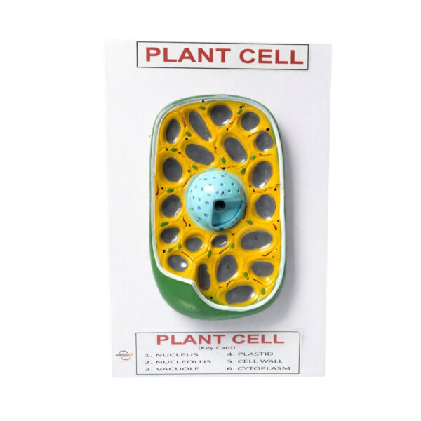 plant cell model manufacturer