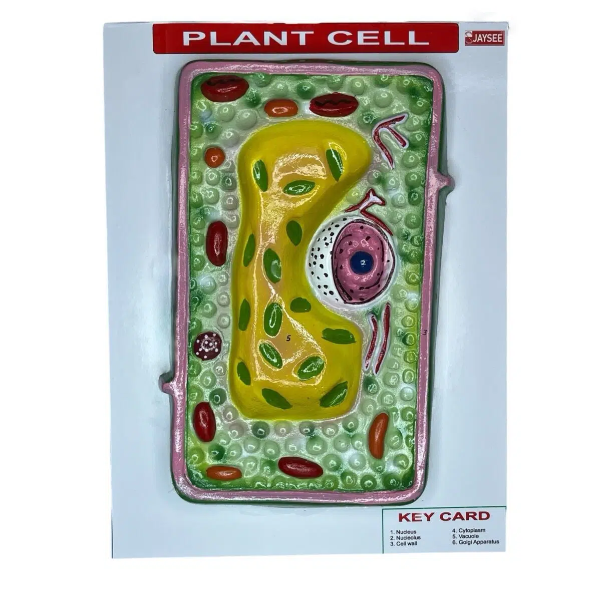 Plant Cell Model Structure