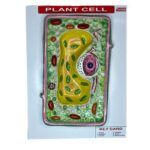 Plant Cell Model Structure
