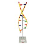 DNA Model Genetic Blueprint Model