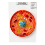 Animal Cell Model Manufacturer in Ambala