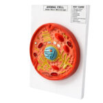 Animal Cell Model Manufacturer in Ambala