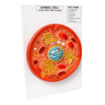 Animal Cell Model Manufacturer in Ambala