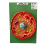 Animal Cell Model Manufacturer in Ambala