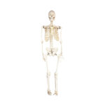 human skeleton model manufacturer