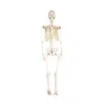 human skeleton model manufacturer