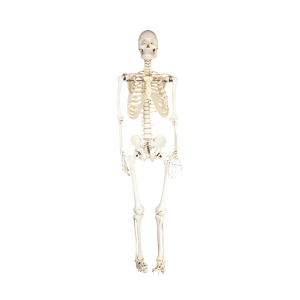 human skeleton model manufacturer