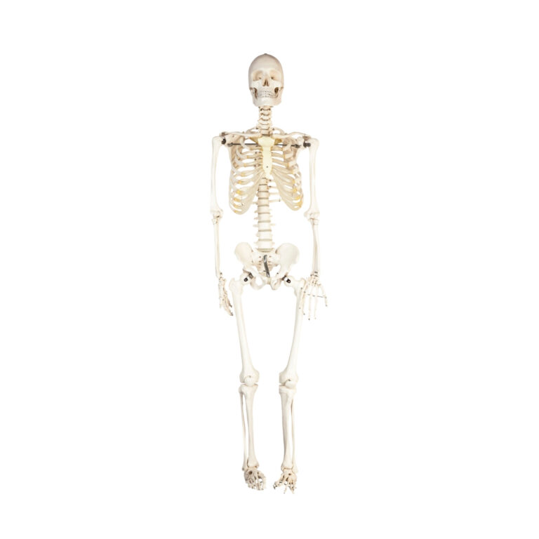 human skeleton model manufacturer