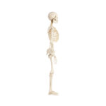 human skeleton model manufacturer