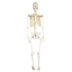 Human Skeleton Model manufacturer in ambala