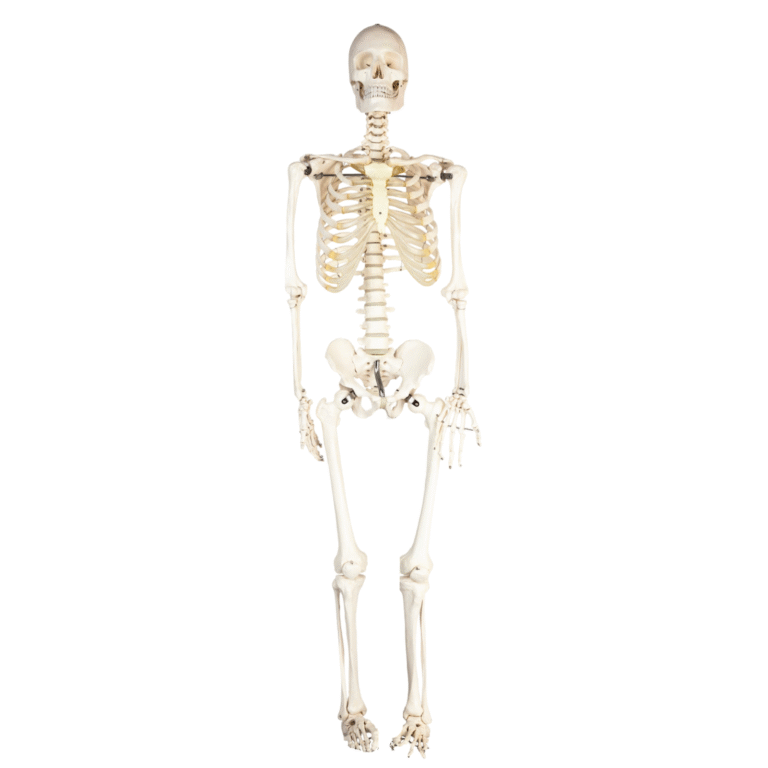 Human Skeleton Model manufacturer in ambala