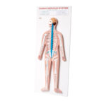 Human Nervous System Model Manufacturer