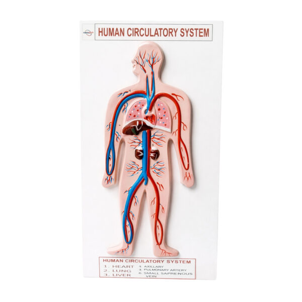 Human Circulatory System Model manufacturer