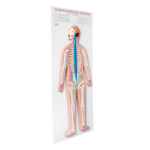 Human Nervous System Model Manufacturer