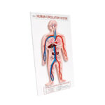 Human Circulatory System Model manufacturer