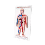 Human Circulatory System Model manufacturer
