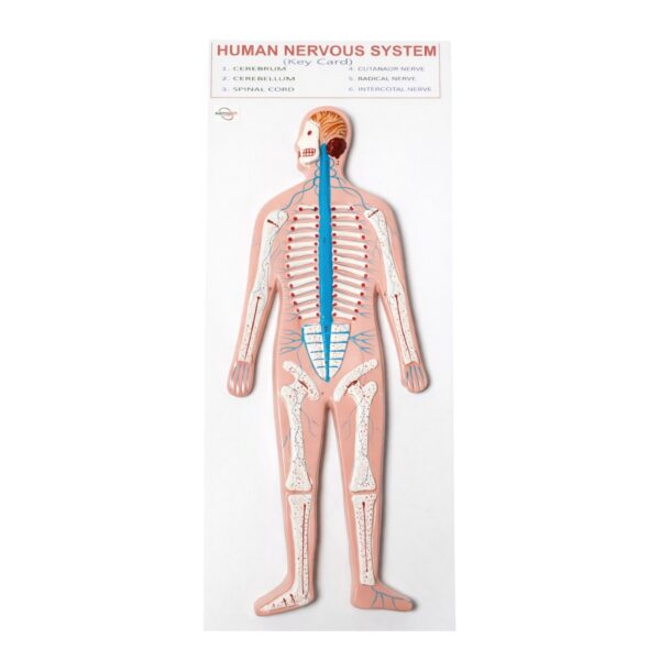 Human Nervous System Model Manufacturer