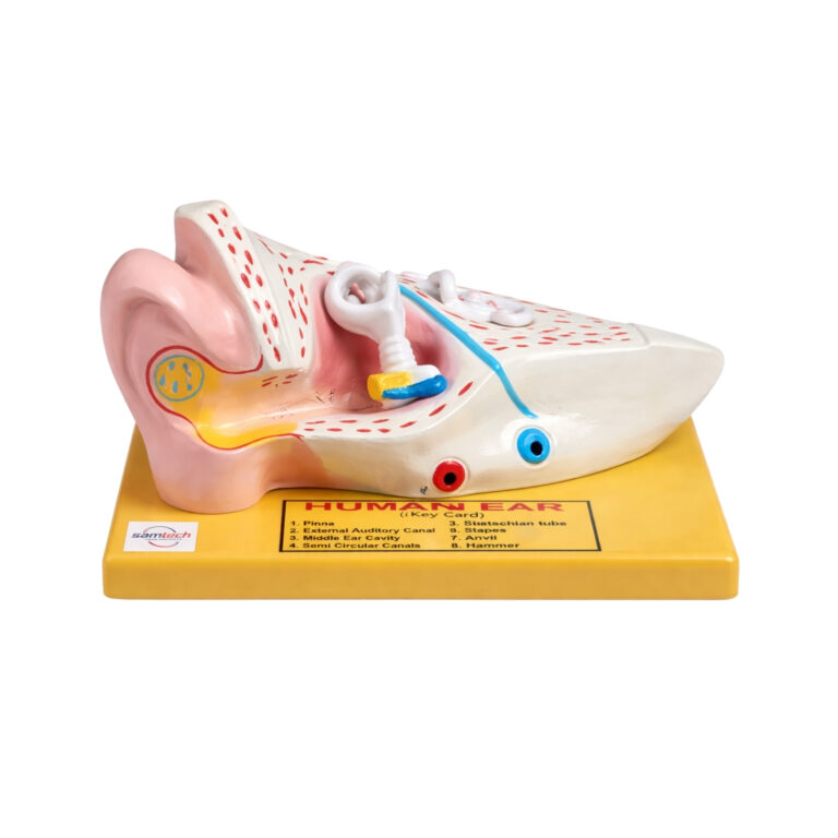 Human Ear Model Manufacturer