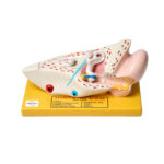 Human Ear Model Manufacturer