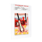 human skin model manufacturer