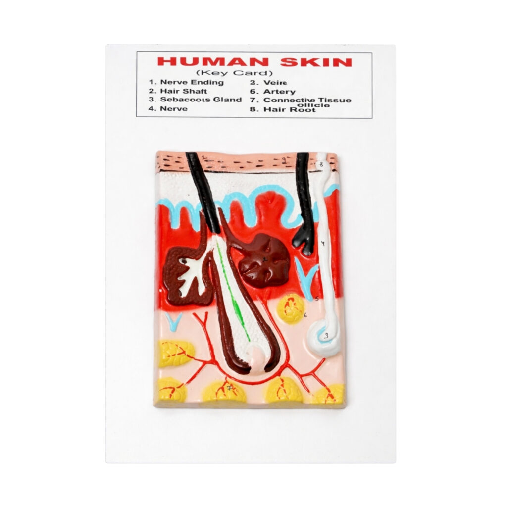 human skin model manufacturer