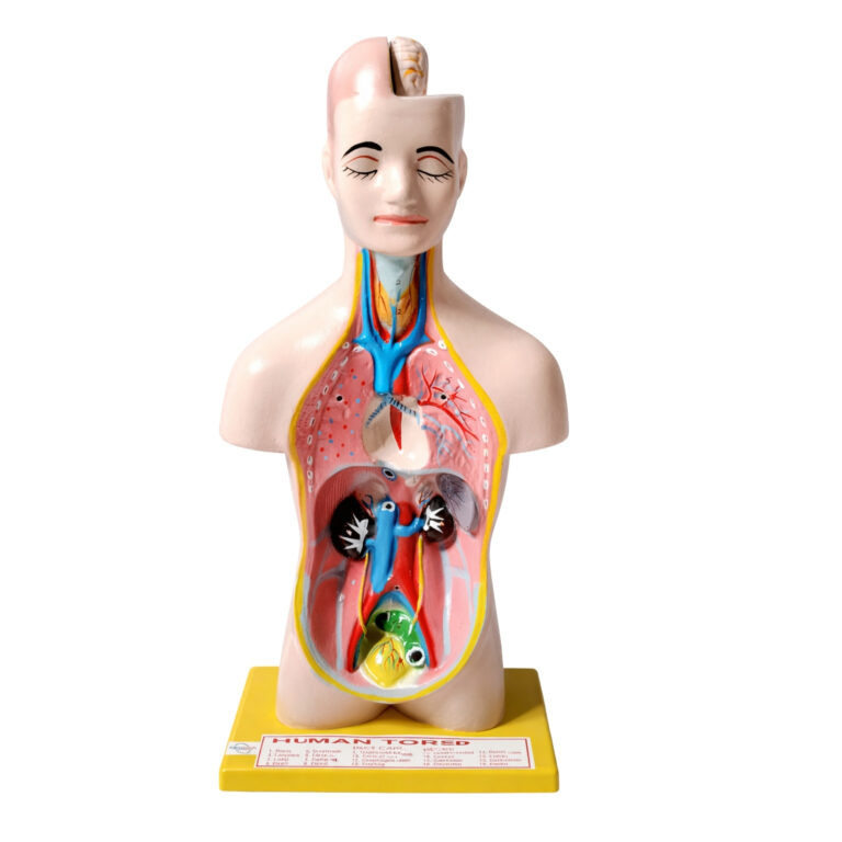 Human Torso Model Small Manufacturer