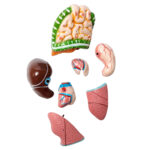 Human Torso Model Small Manufacturer