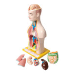 Human Torso Model Small Manufacturer