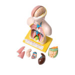 Human Torso Model Small Manufacturer