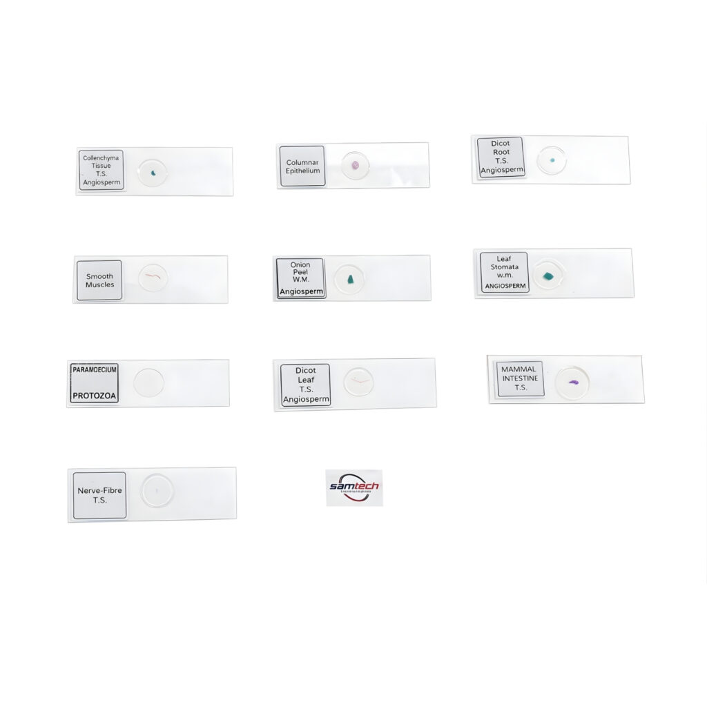 prepared Slides Set of 10