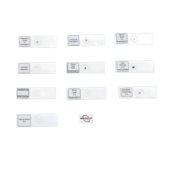 prepared Slides Set of 10