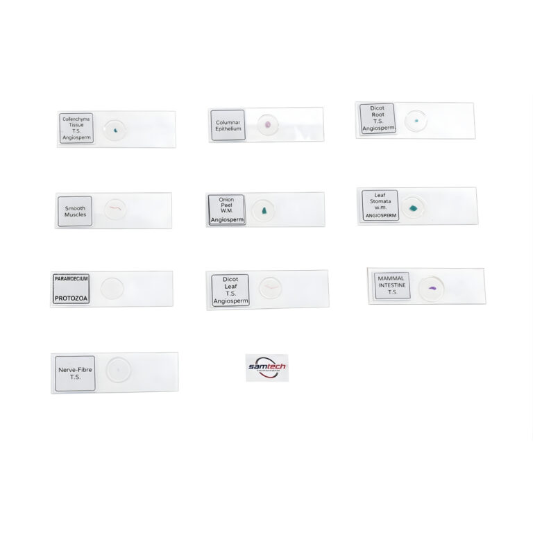 prepared Slides Set of 10