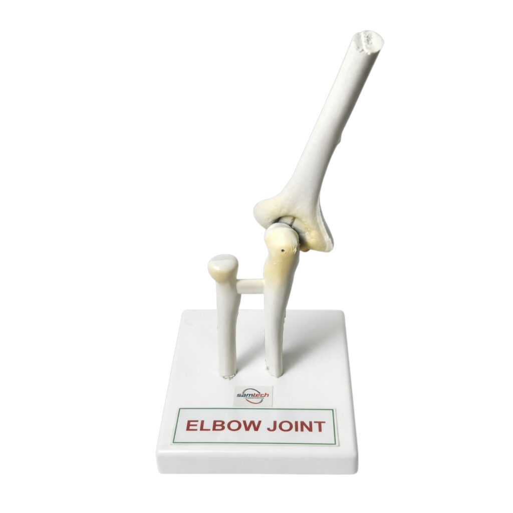 Human Elbow Joint Model