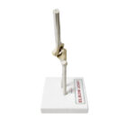 Human Elbow Joint Model