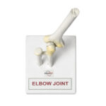 Human Elbow Joint Model