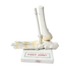 Human Foot Joint Model manufacturer
