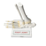Human Foot Joint Model manufacturer