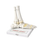 Human Foot Joint Model manufacturer