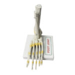 Human Foot Joint Model manufacturer