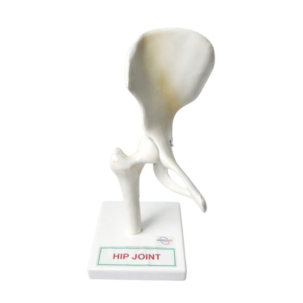 Hip Joint Model Manufacturer in Ambala
